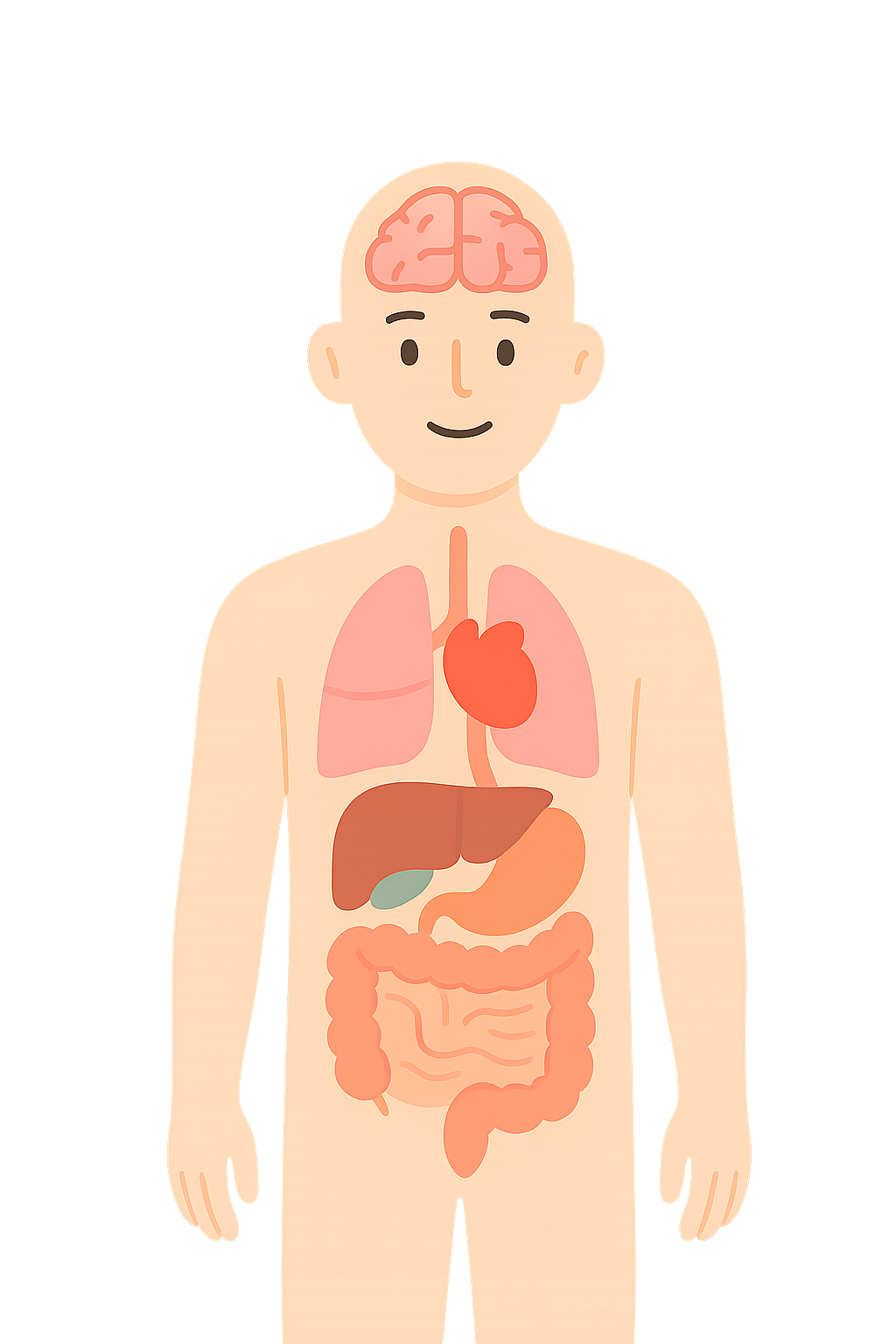 Human Body Structure Diagram